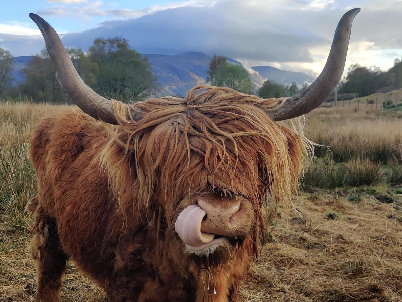 Springburn Farmhouse Spean Bridge Zewnętrze zdjęcie